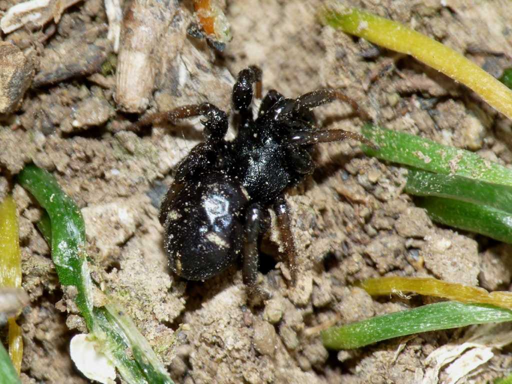 Asagena phalerata.